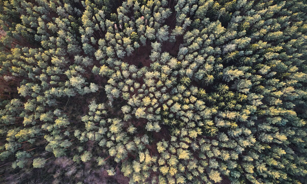 Шаблон зеленого леса
