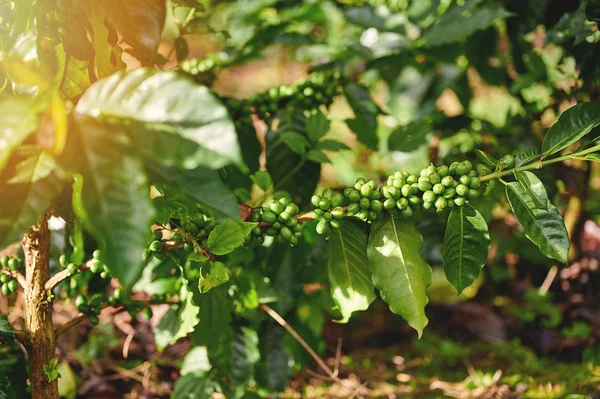 Выращивание свежих кофе — стоковое фото