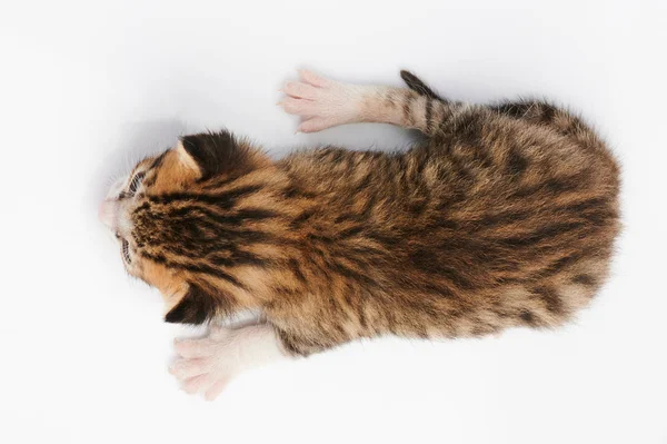 Маленький кіт — стокове фото