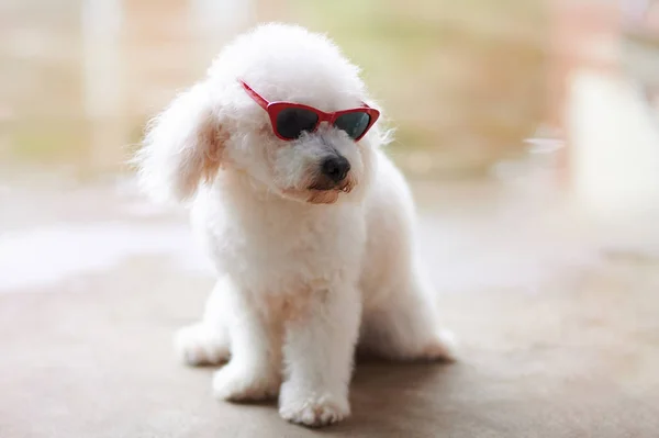 Poodle in sunglasses looking down — Stock Photo, Image