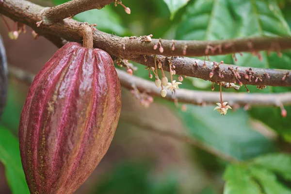 Tema Agricultura de Cacao —  Fotos de Stock