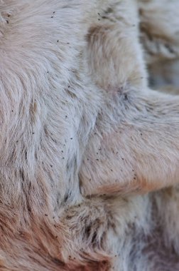 Köpek kürkünden keneler çıkıyor.