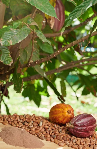 Cacao plantation theme