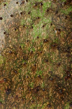 Cilt kaynak suyu meyve dokusu