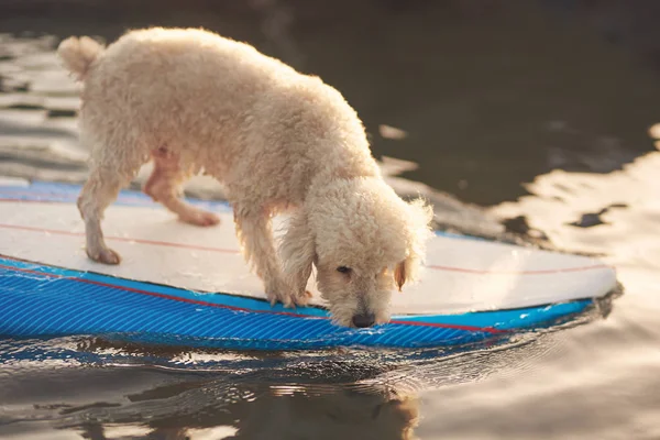 Bonito branco poodle no surf board — Fotografia de Stock