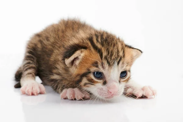 Gato gatito marrón —  Fotos de Stock
