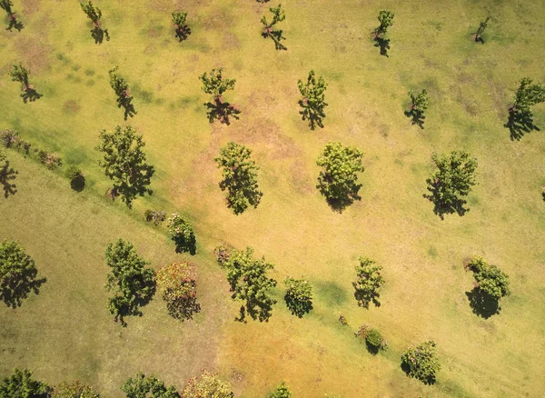 Green summer field — Zdjęcie stockowe