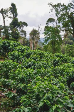 Dağda yeşil kahve bitkileri 