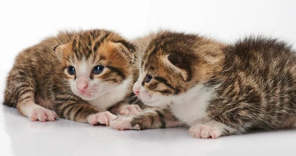 Twee kleine kitten — Stockfoto