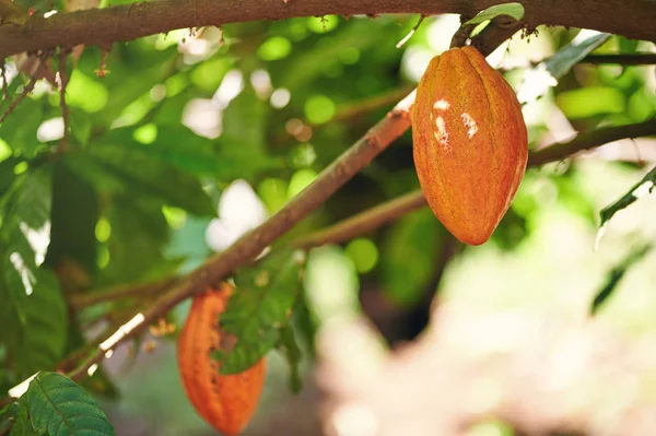 Una vaina de cacao colgando de la rama —  Fotos de Stock