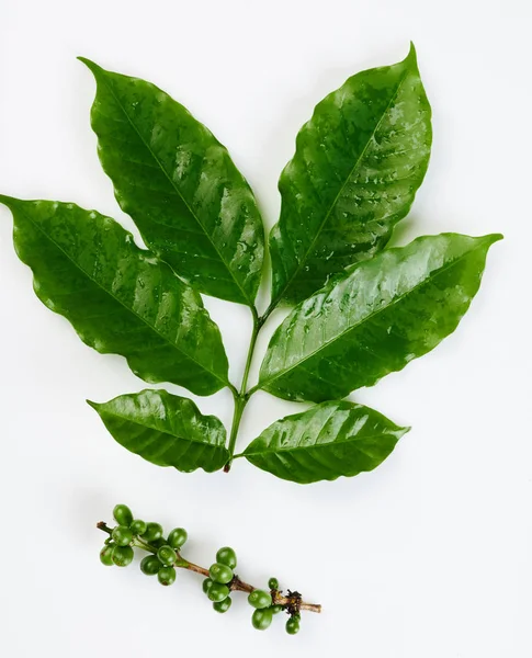 Plante de café vert — Photo
