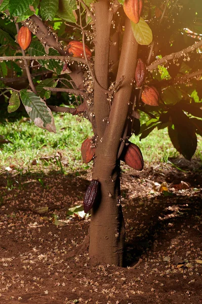 Растение какао — стоковое фото