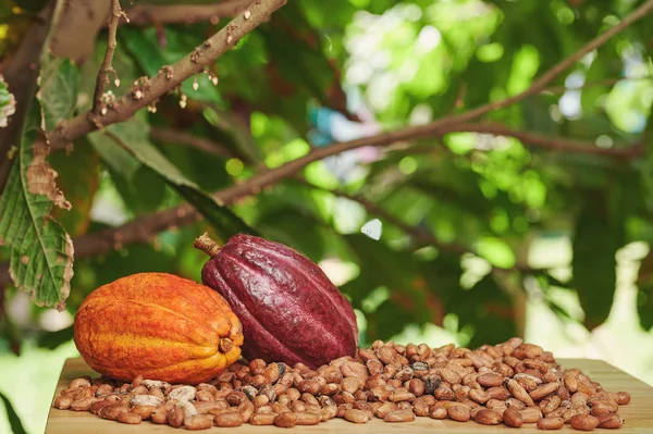 Råa ekologiska kakaofrukter — Stockfoto
