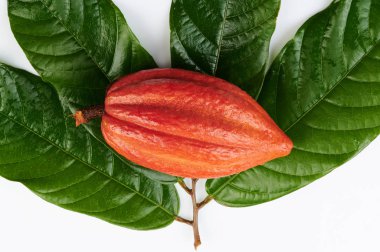 Turuncu kakao kabuğu yeşil yaprakların üzerinde yatıyordu.