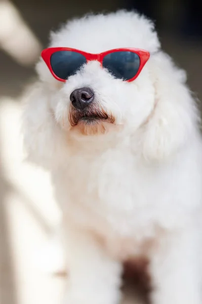 Curios poedel in zonnebril — Stockfoto