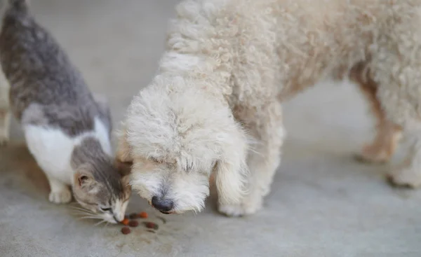 Poodle dog tomar comida de gato — Foto de Stock