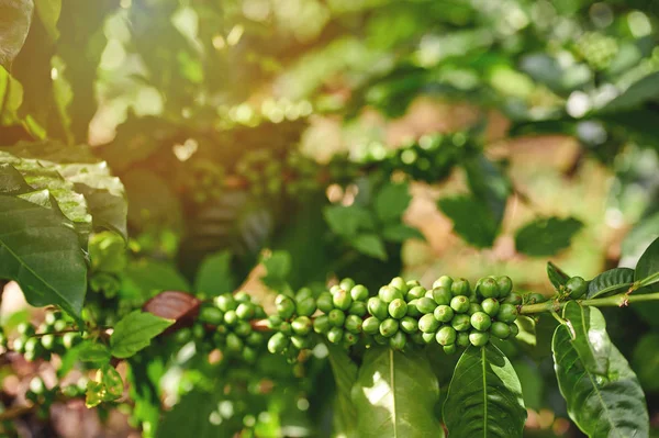 Закрыть вид на зелёные кофейные бобы — стоковое фото
