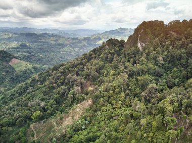 Arabika kahvesi yüksek dağda yetişir.