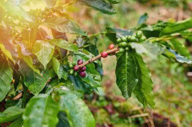 Kırmızı dutlu ıslak kahve dalı.