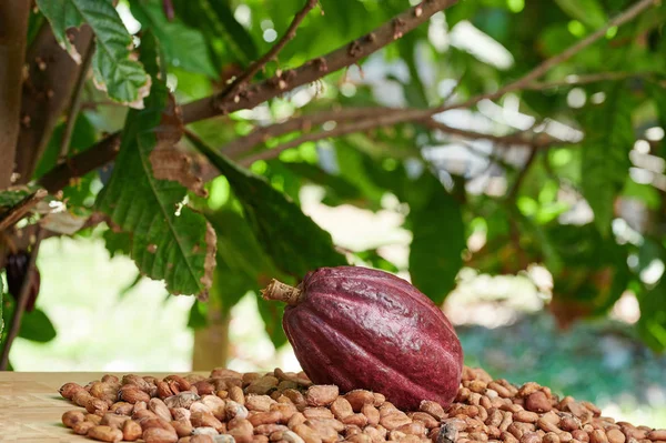 Свежий урожай какао — стоковое фото