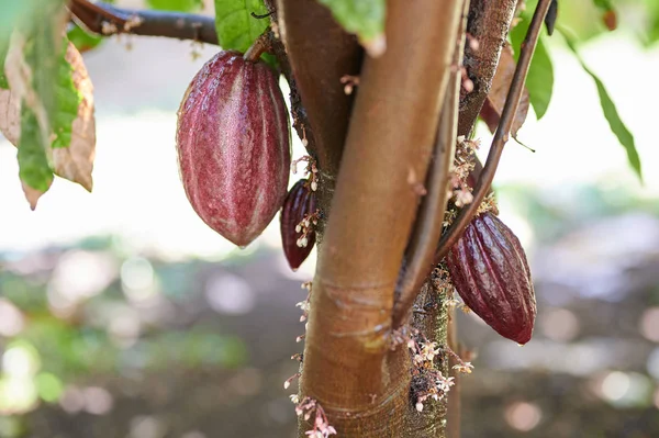 Свіжі чисті какао-бочки — стокове фото