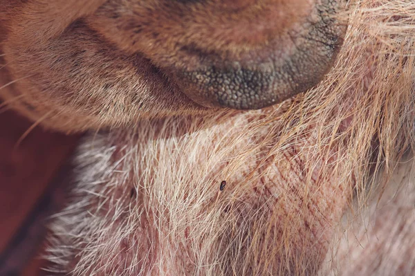 Kürkün üzerindeki köpek kenesi