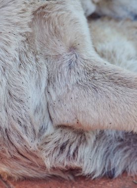 Köpek kürkünde çok pire var.