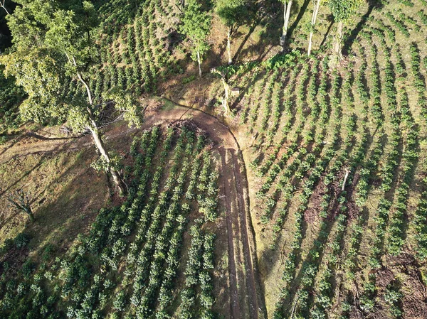 Coffee trees on morning sunlight — Stock Photo, Image