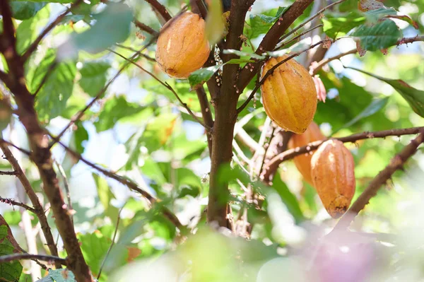 Grupo de vainas de cacao amarillo —  Fotos de Stock