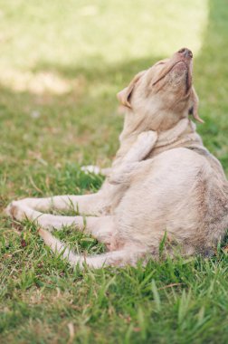 Kahverengi köpek kaşınıyor.
