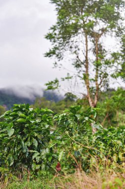 Kahve tarımı işi.