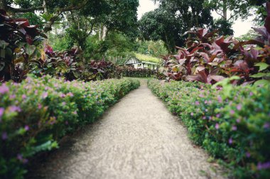 Ağaçlar ve büyük ağaçların etrafındaki çiçekler arasındaki ekolojik patika