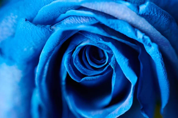 Fundo Azul Floral Cor Azul Rosa Vista Macro — Fotografia de Stock