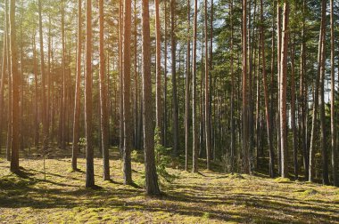 Güneş ışığında çam ağacı ormanı manzarası
