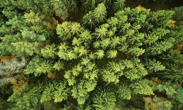 Зеленые Сосны Лесу Над Беспилотником Вид Сверху Абстрактный Природный Фон — стоковое фото
