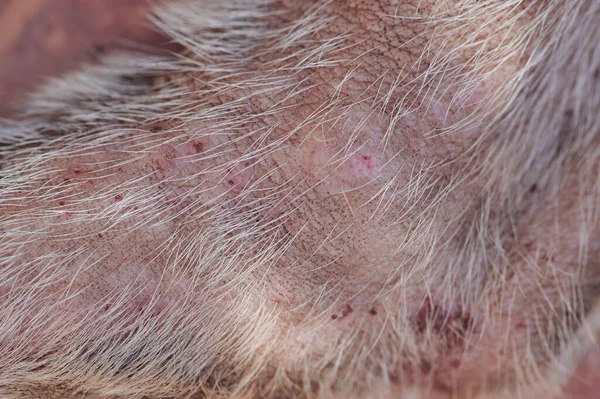 Damaged dog skin after flea bite close up view
