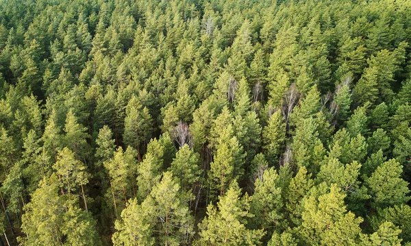 Зеленый Сосновый Лес Летний Светлый Вид Беспилотника — стоковое фото