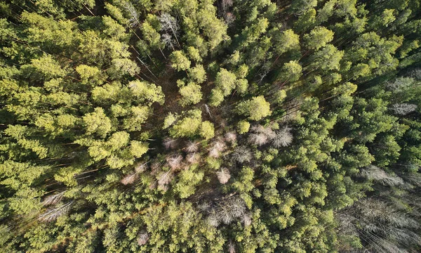 Struktura Zelených Stromů Lese Nad Shora Drone View — Stock fotografie