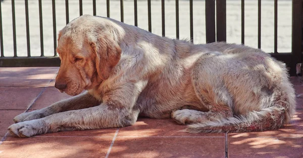 Labrador Perro Con Enfermedad Por Hongos Exterior — Foto de Stock