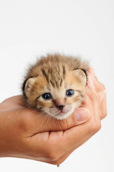 Nettes Braunes Kätzchen Auf Menschlicher Hand Isoliert Auf Weißem Hintergrund — Stockfoto