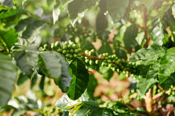 Grüne Kaffeebohnen Ast Sonnigen Hellen Tag — Stockfoto