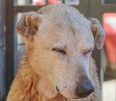 Köpek pirelerden muzdaripti. Parazit makro görüntüyü kaplıyordu.