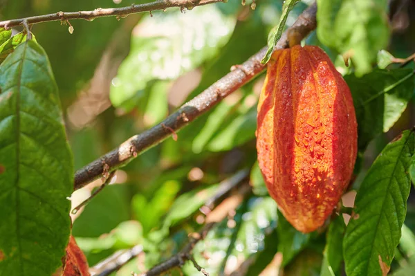 Humedecido Fresco Vaina Cacao Cuelgan Árbol Vista Cerca —  Fotos de Stock