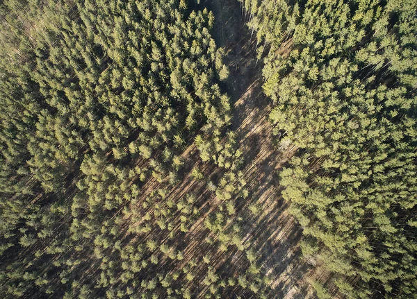 Alberi Forestali Con Strada Rurale Tramonto Sopra Vista Dall Alto — Foto Stock