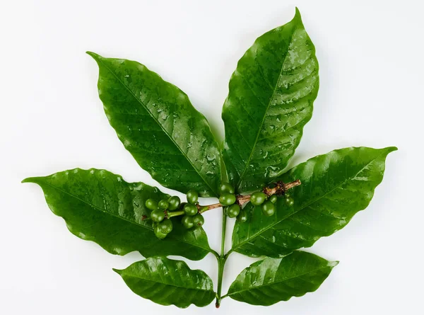 Harvest of coffee theme. Green branch of coffee on leafs isolated