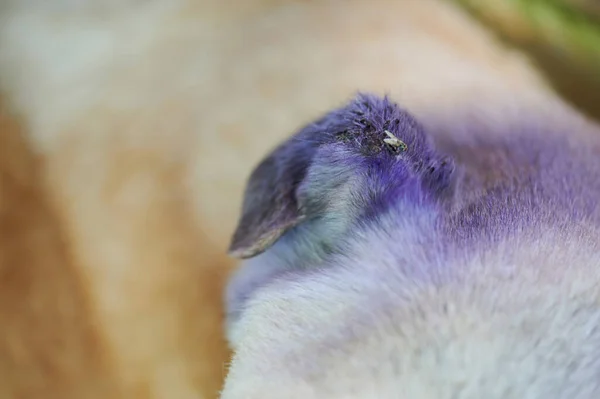 Fly Sit Dog Ear Wound Macro Close View — Stock fotografie