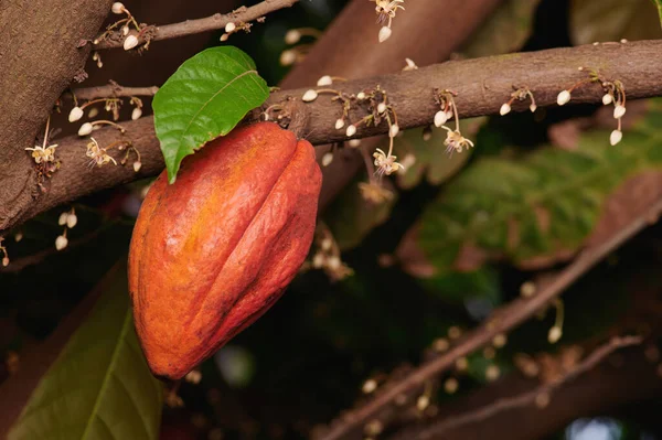 Cor Laranja Cacau Pod Macro Close View — Fotografia de Stock