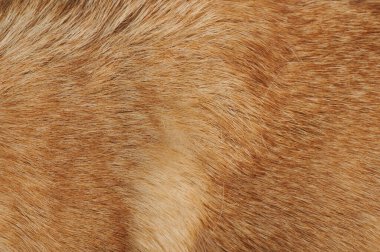 Kahverengi köpek kılı dokusu yakın görünüyor. Temiz hayvan kürkü