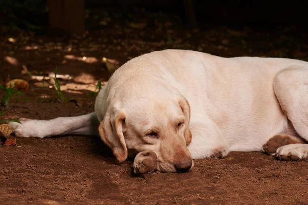 Sleepy Perro Labrador Yacía Suelo Jardín — Foto de Stock