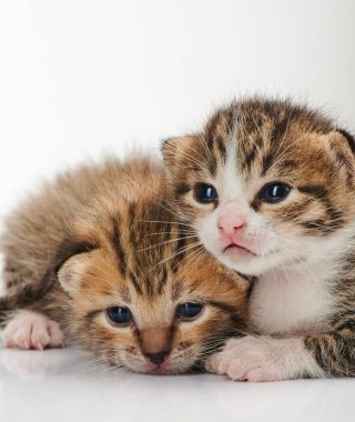 Beyaz arka planda izole edilmiş iki kedi portresi